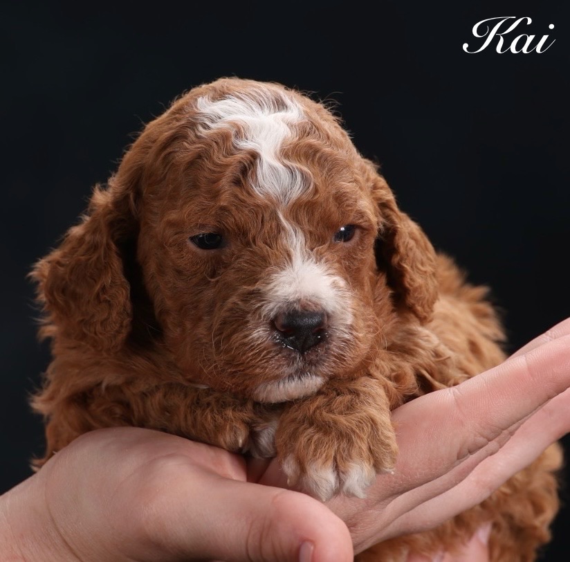 Mini Goldendoodle Litter