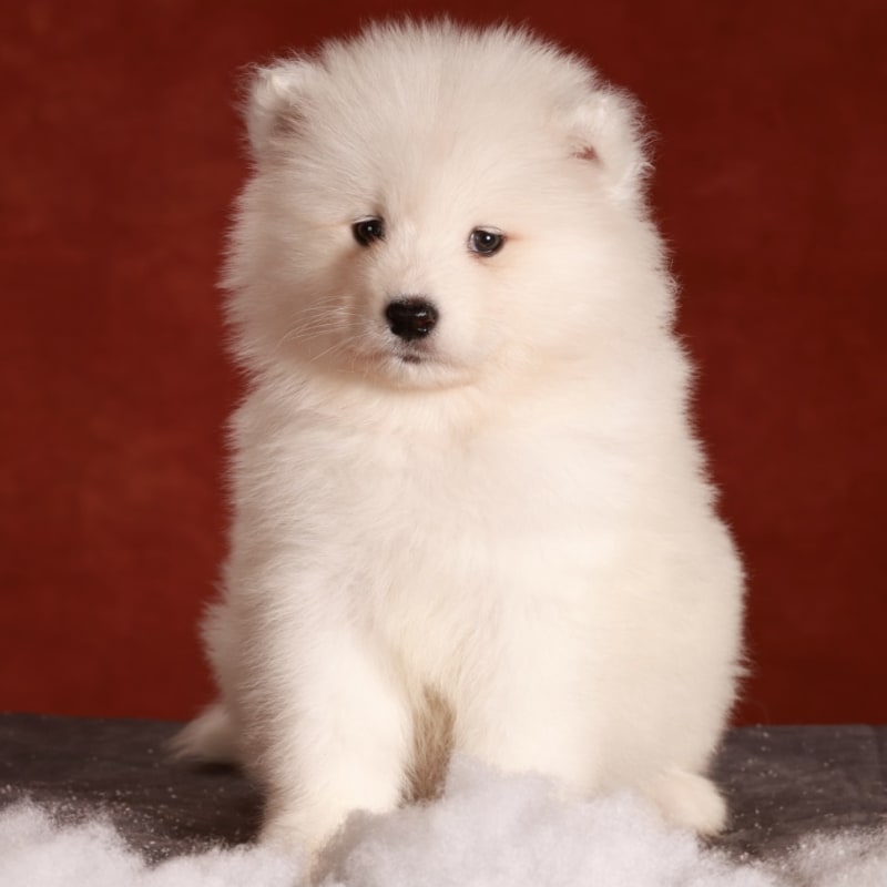 Samoyed Litter