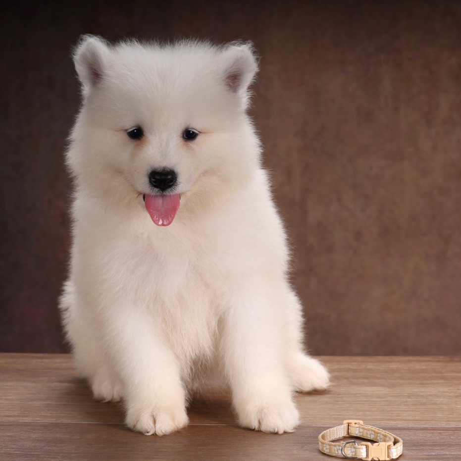 Samoyed Litter