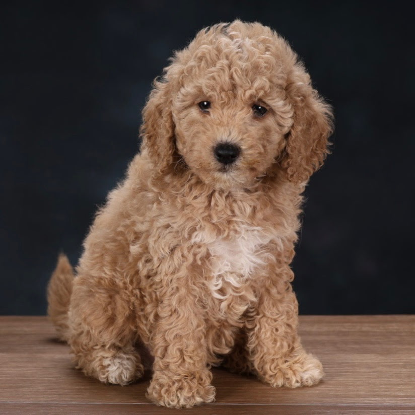Mini Goldendoodle Litter